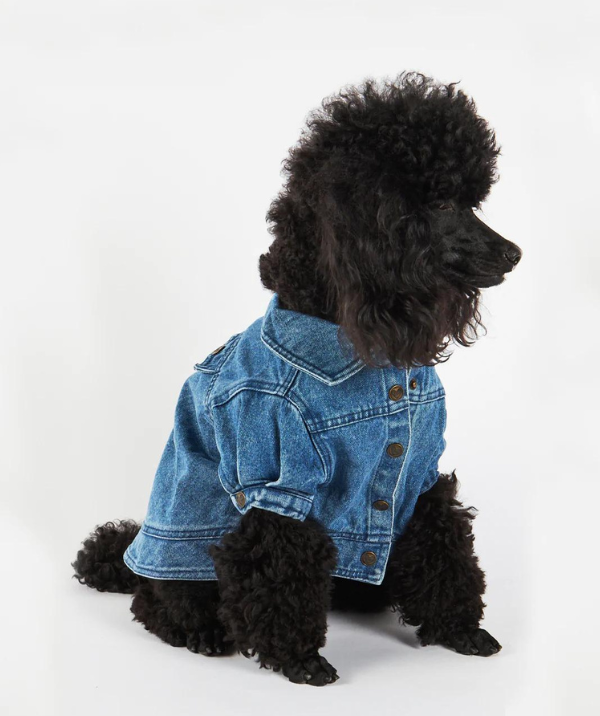 Shop poodle clearance